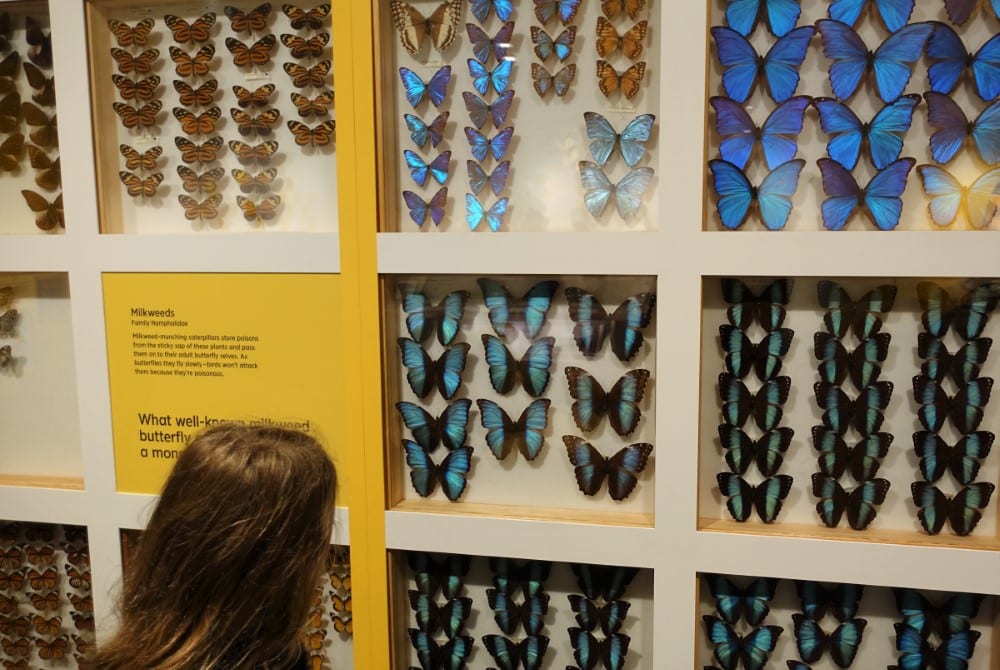 Secret World of Butterflies at Auckland Museum