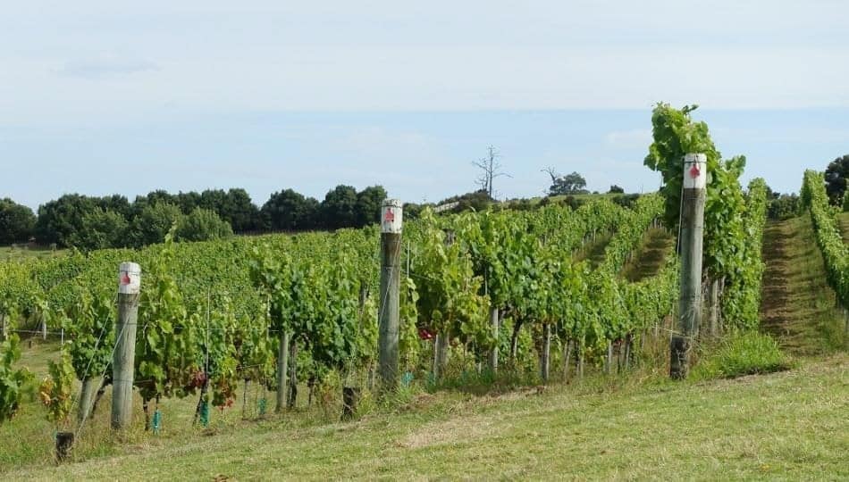 Photo by Auckland for Kids - Brick Bay Vineyard, Snells Beach