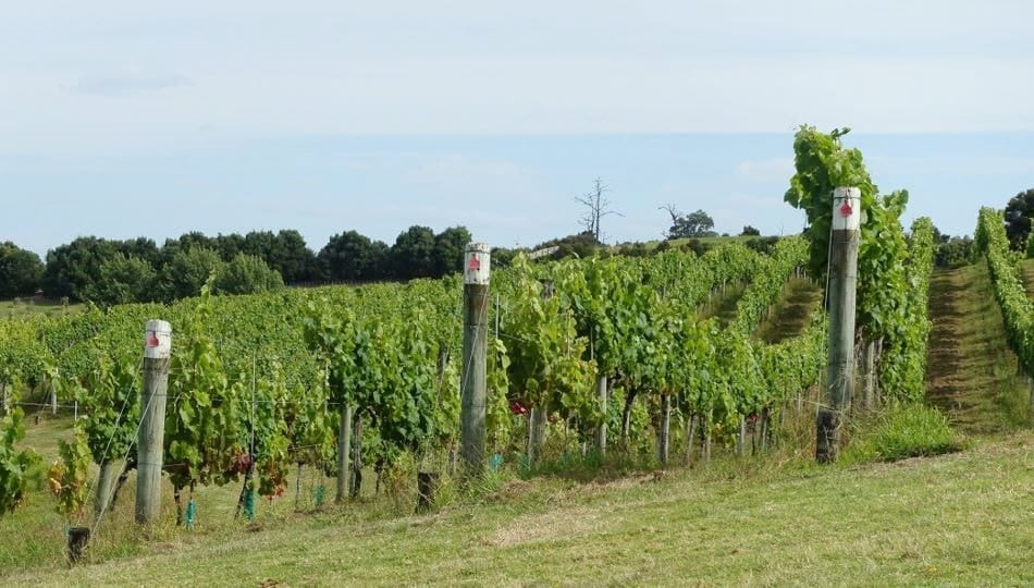 Photo by Auckland for Kids - Brick Bay Vineyard, Snells Beach