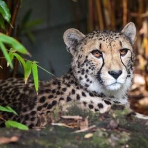Cheetah at Auckland Zoo