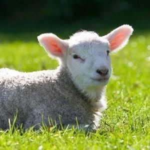 Ambury Farm Sheep