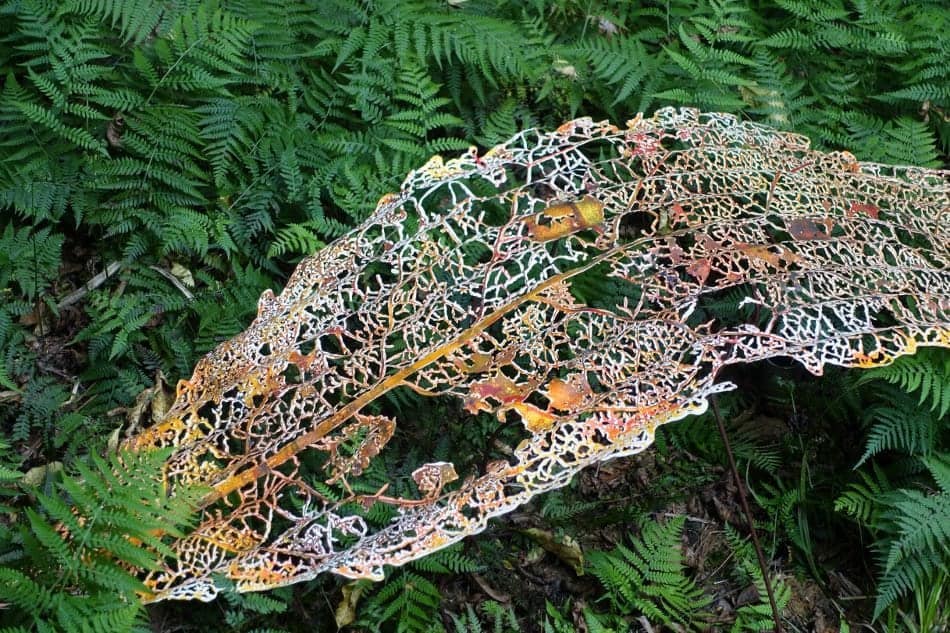 Day out at Brick Bay Sculpture Trail Auckland for Kids