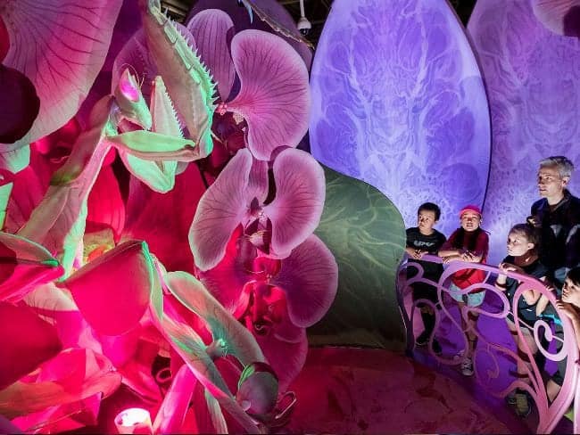 Picture: Bug Lab at Auckland Zoo