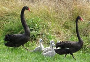 Swans at Western Springs Park