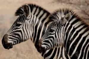 Zebra at Auckland Zoo