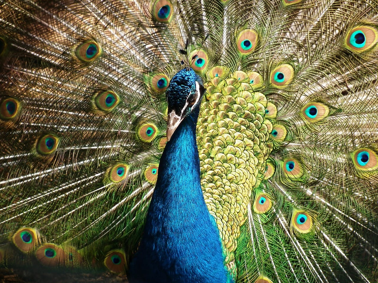 Peacock at Zoo