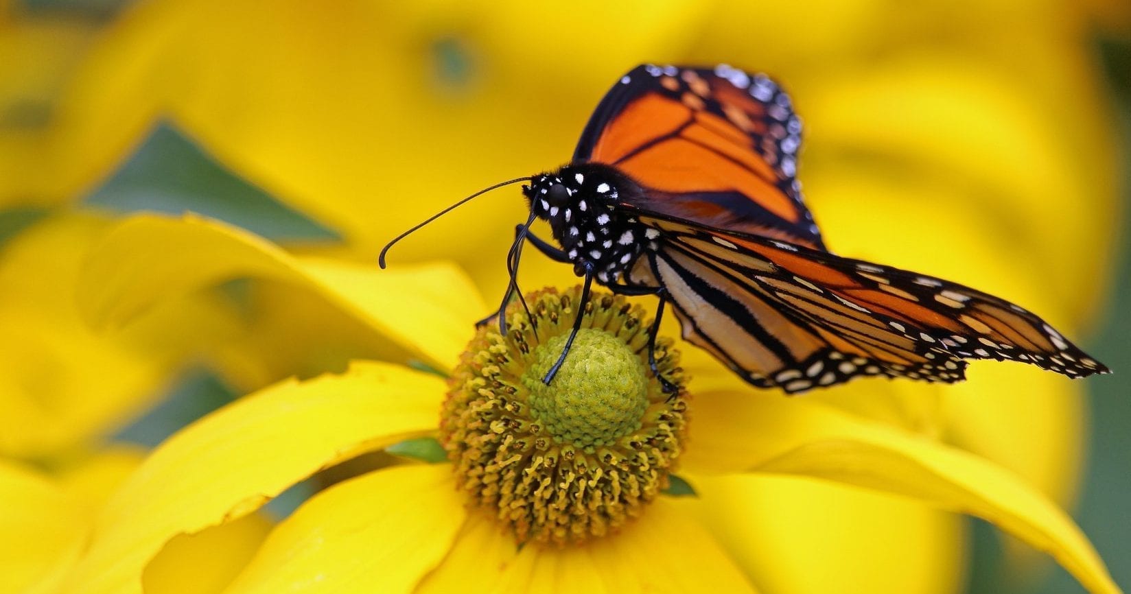 Monarch butterfly on a yellow flower