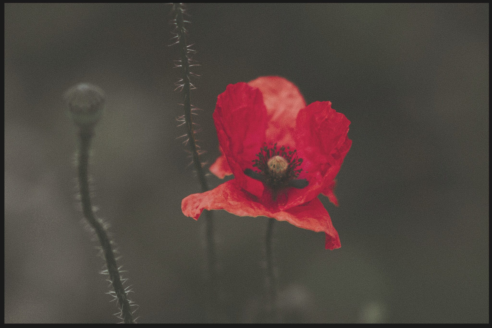 ANZAC Day poppy flower