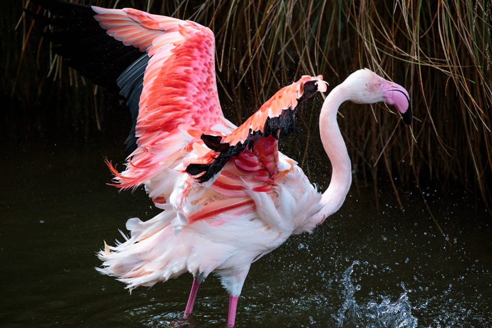 Flamingo at Auckland Zoo