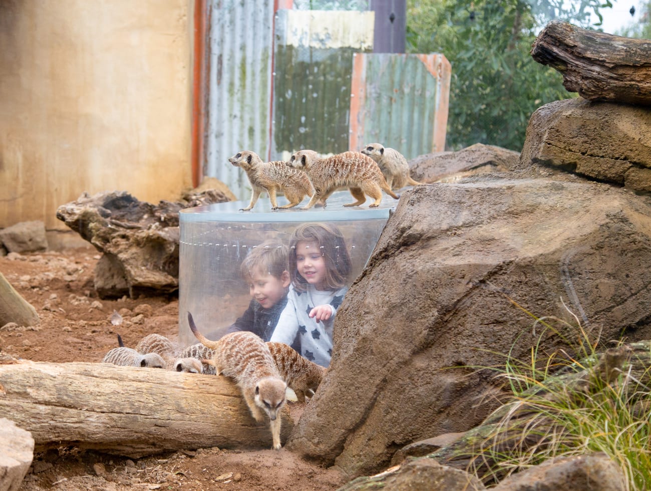 Meerkats at Auckland Zoo - AUCKLAND FOR KIDS