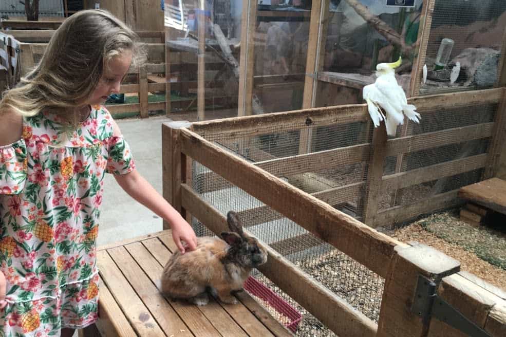 Butterfly Creek rabbit- AUCKLAND FOR KIDS