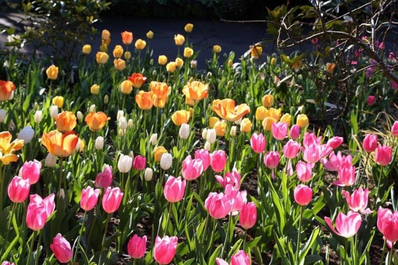 keukenhof full bloom | Most beautiful gardens, Tulip 