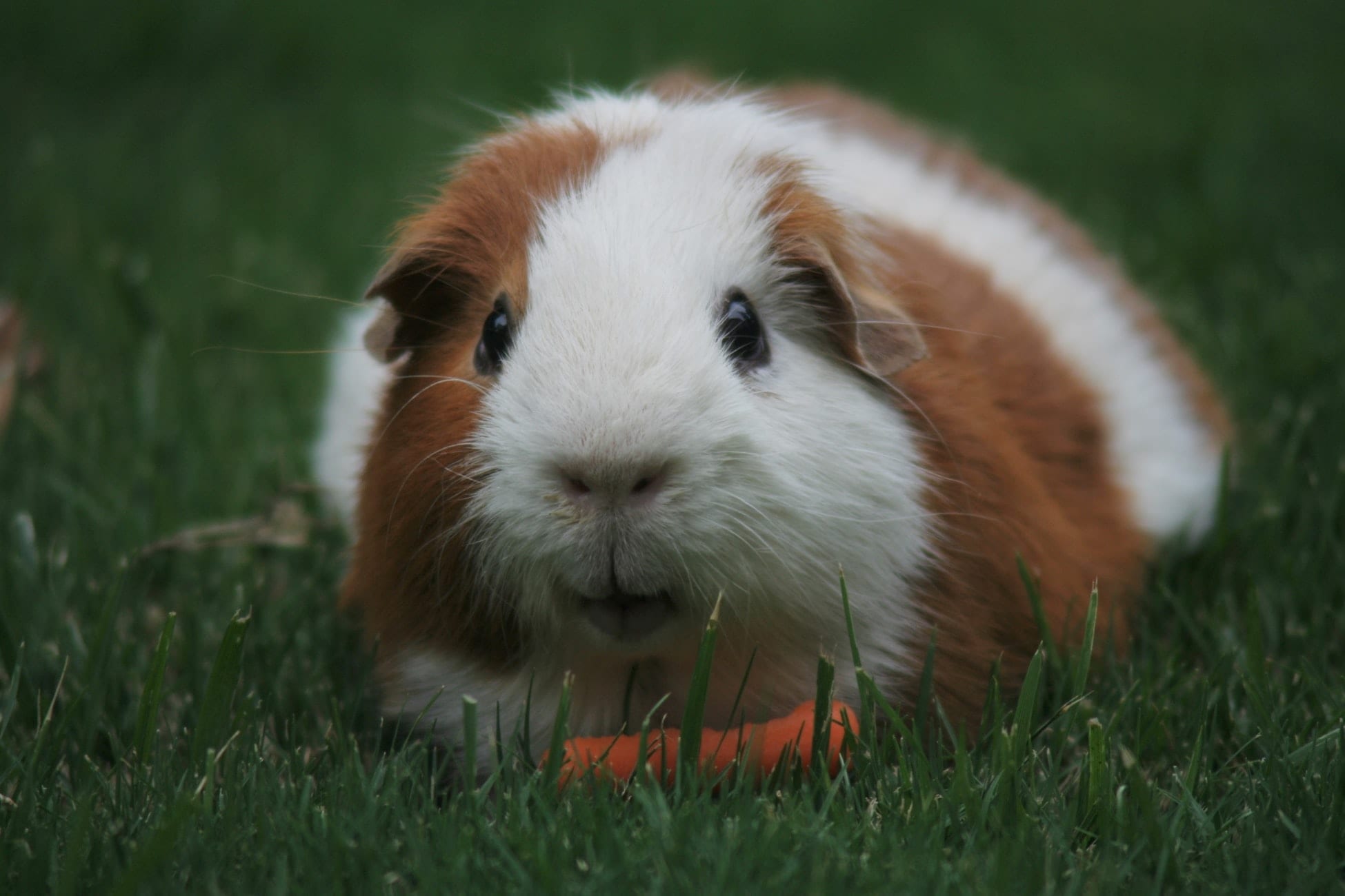 Guinea Pig with carrot