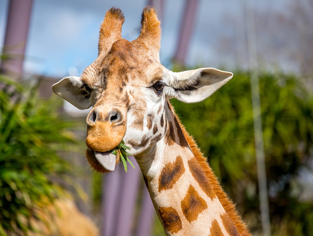 Giraffe at Auckand Zoo in New Zealand