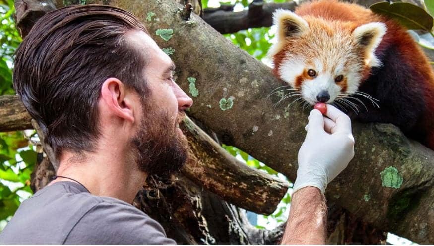 Red Panda Experience at Auckland Zoo