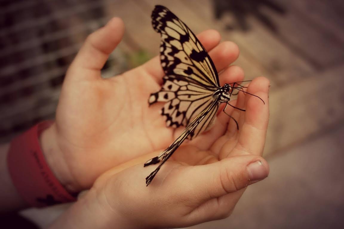 Child holding a butterfly at Butterfly Creek