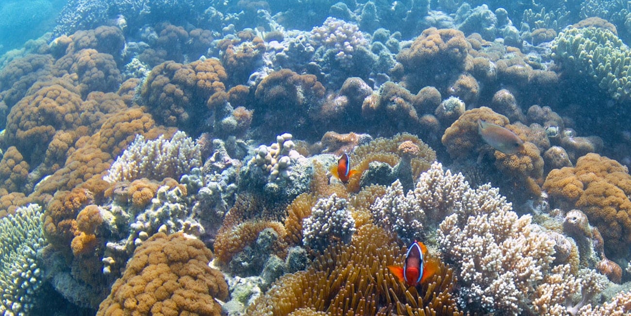 Clown fish at the Great Barrier Reef