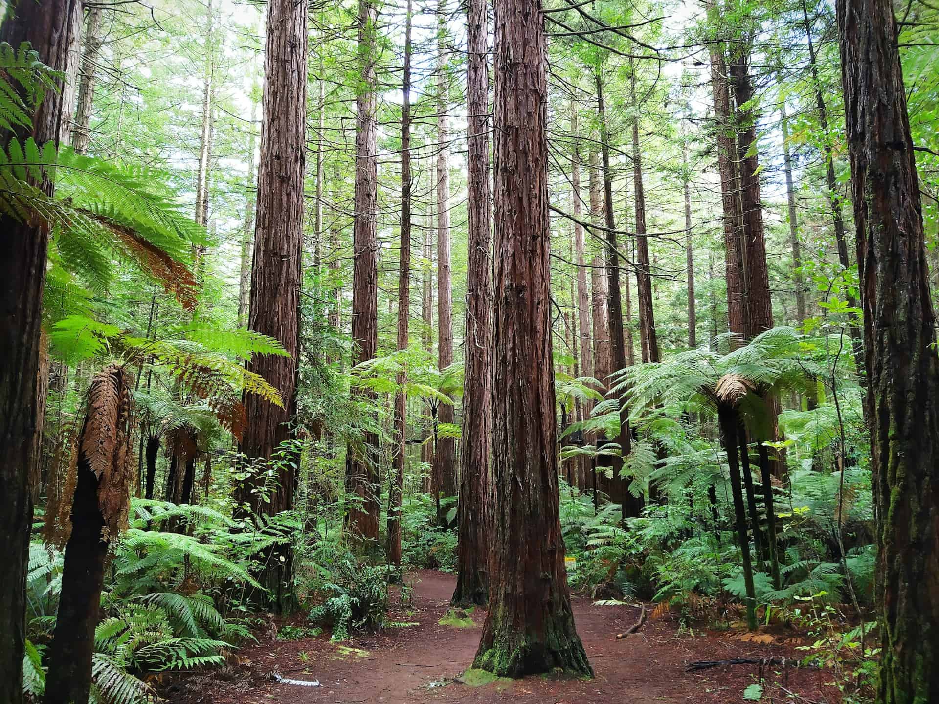 Redwoods Forest in Rotorua, New Zealand | Photo by Daniel Hopper
