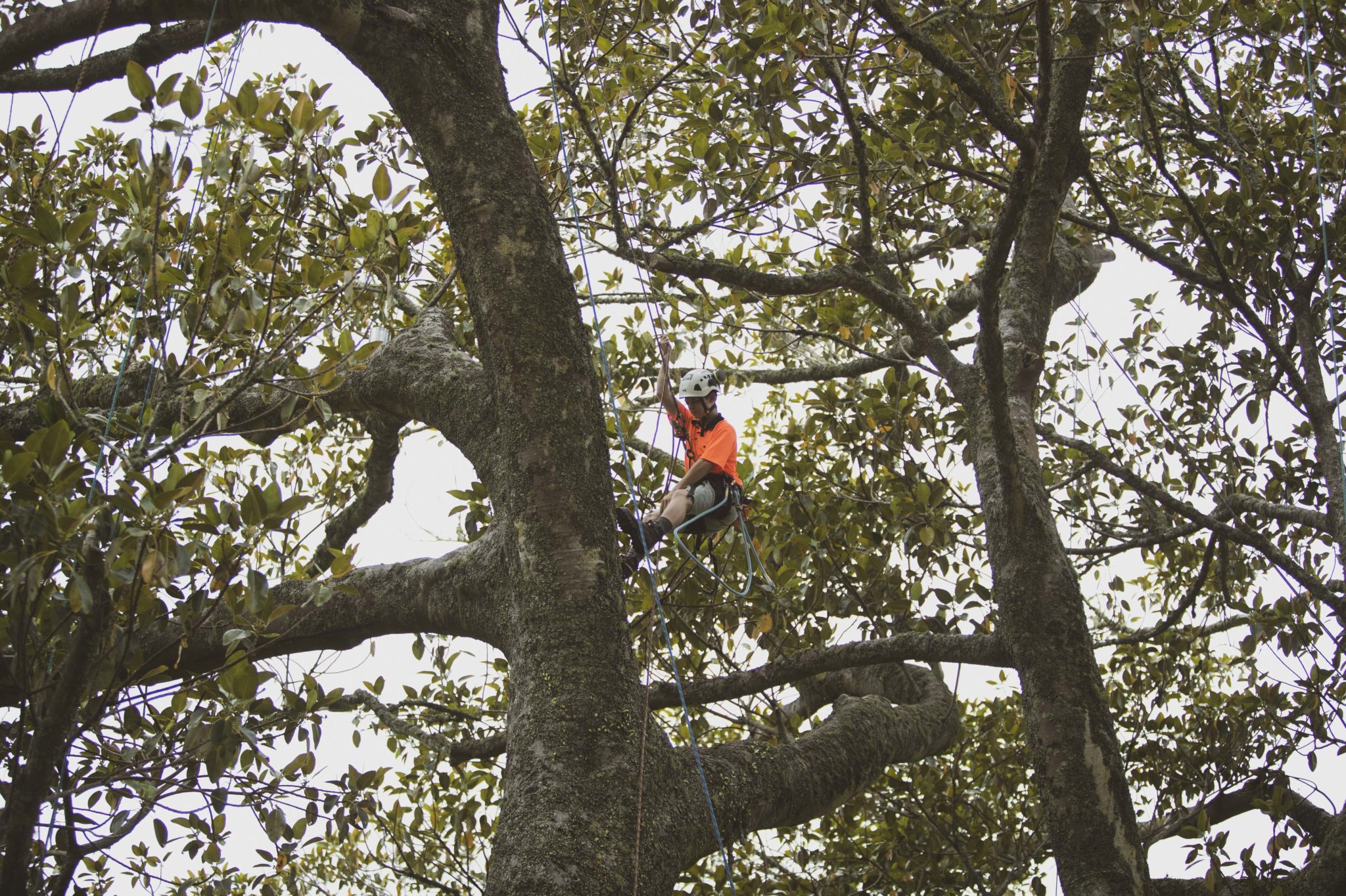 Tree climbing at Cornwall Park