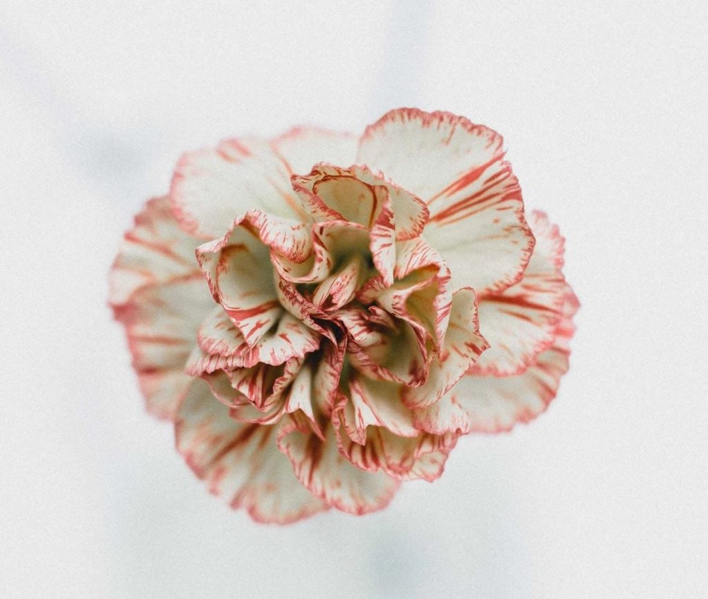 Carnation flower close up