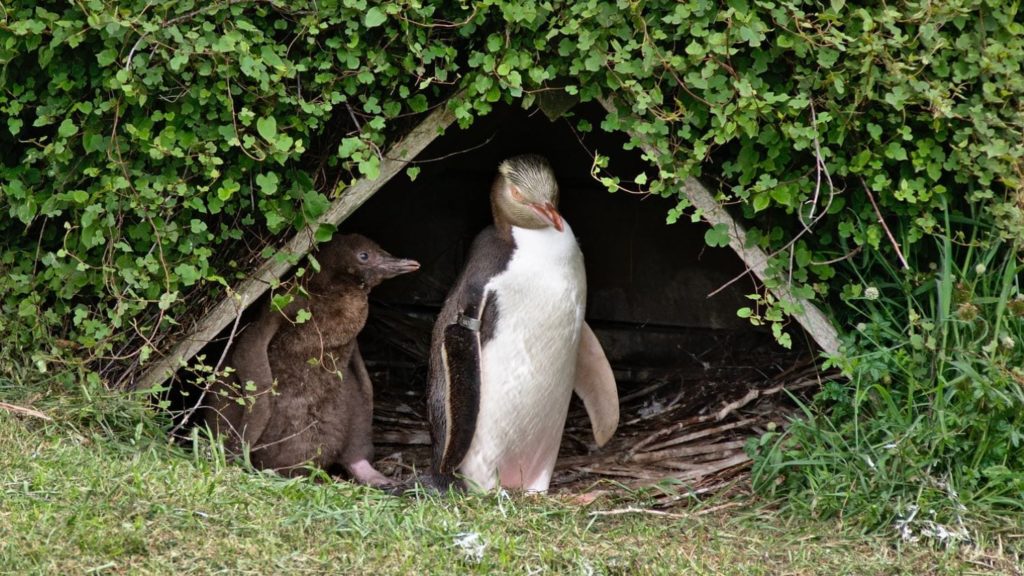 Penguin Place Dunedin, New Zealand