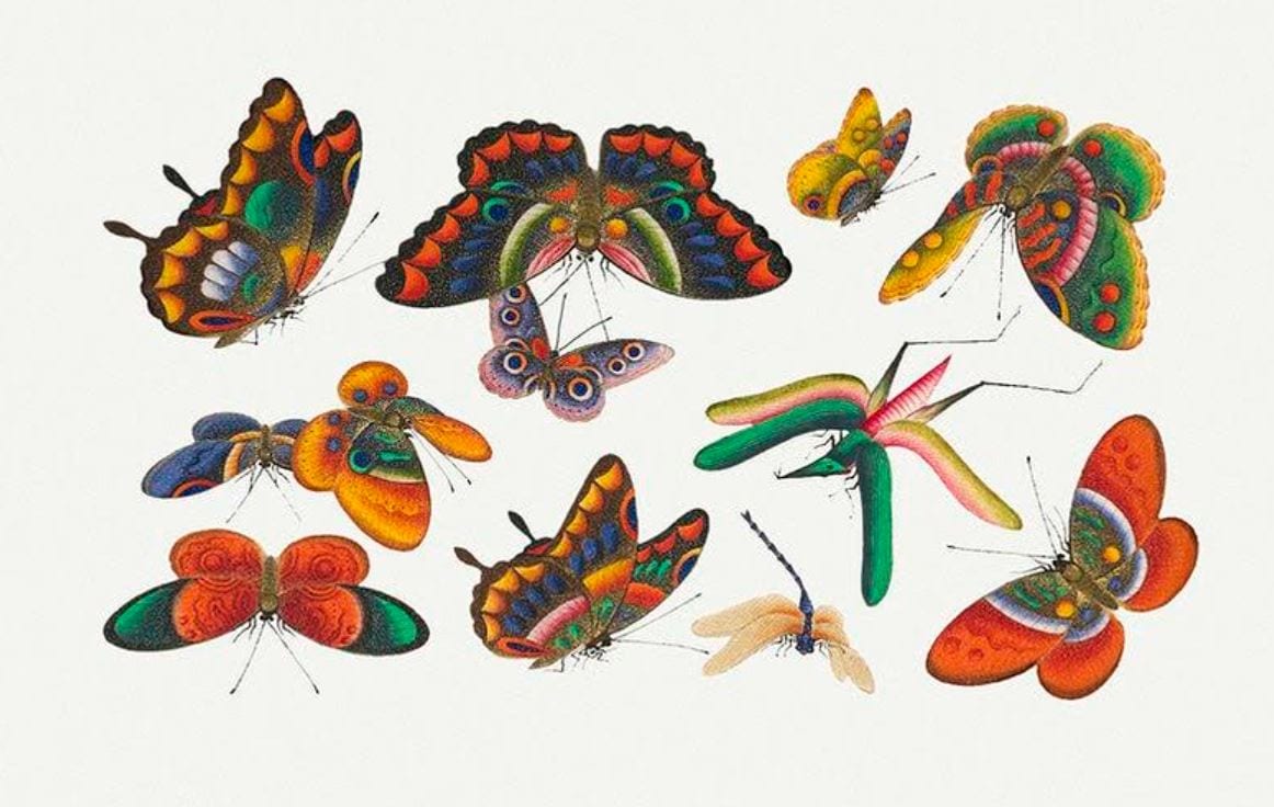 Butterflies drawing