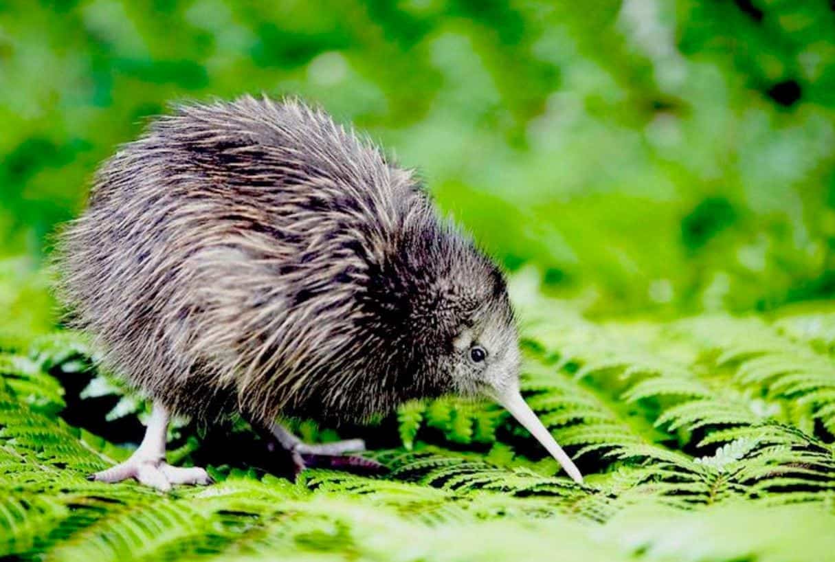 Kiwi Chick on Ferns at Orokonui