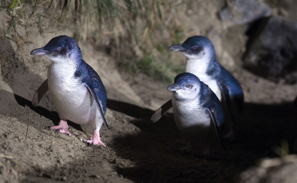 Blue Penguins Pukekura Credit: Stephen Jaquiery