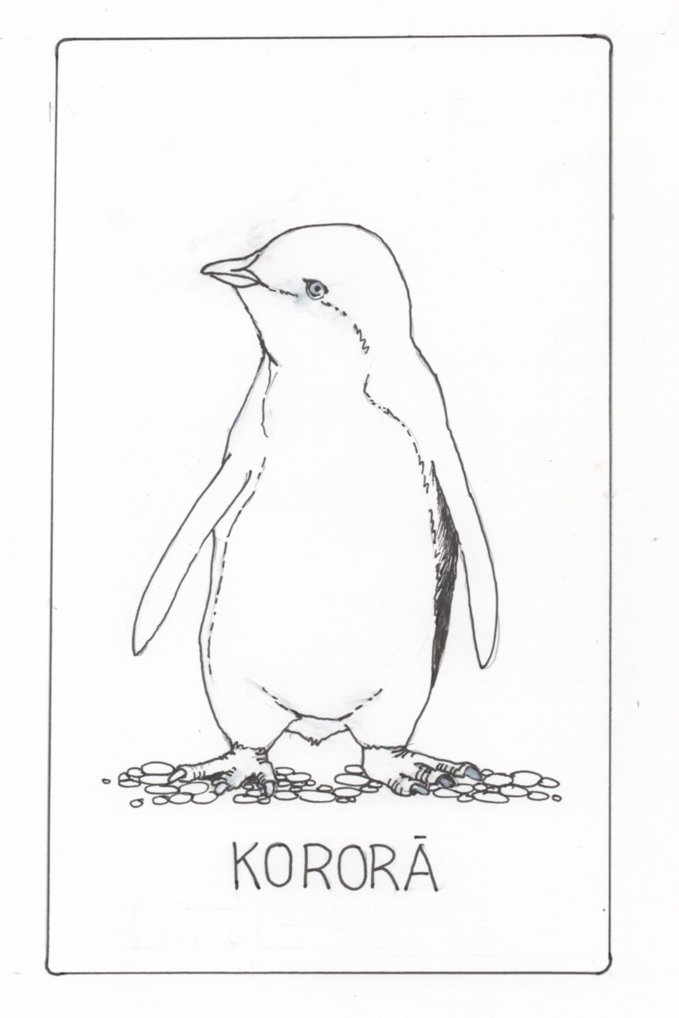 Korora Little Blue Penguin by Jeanette Goode