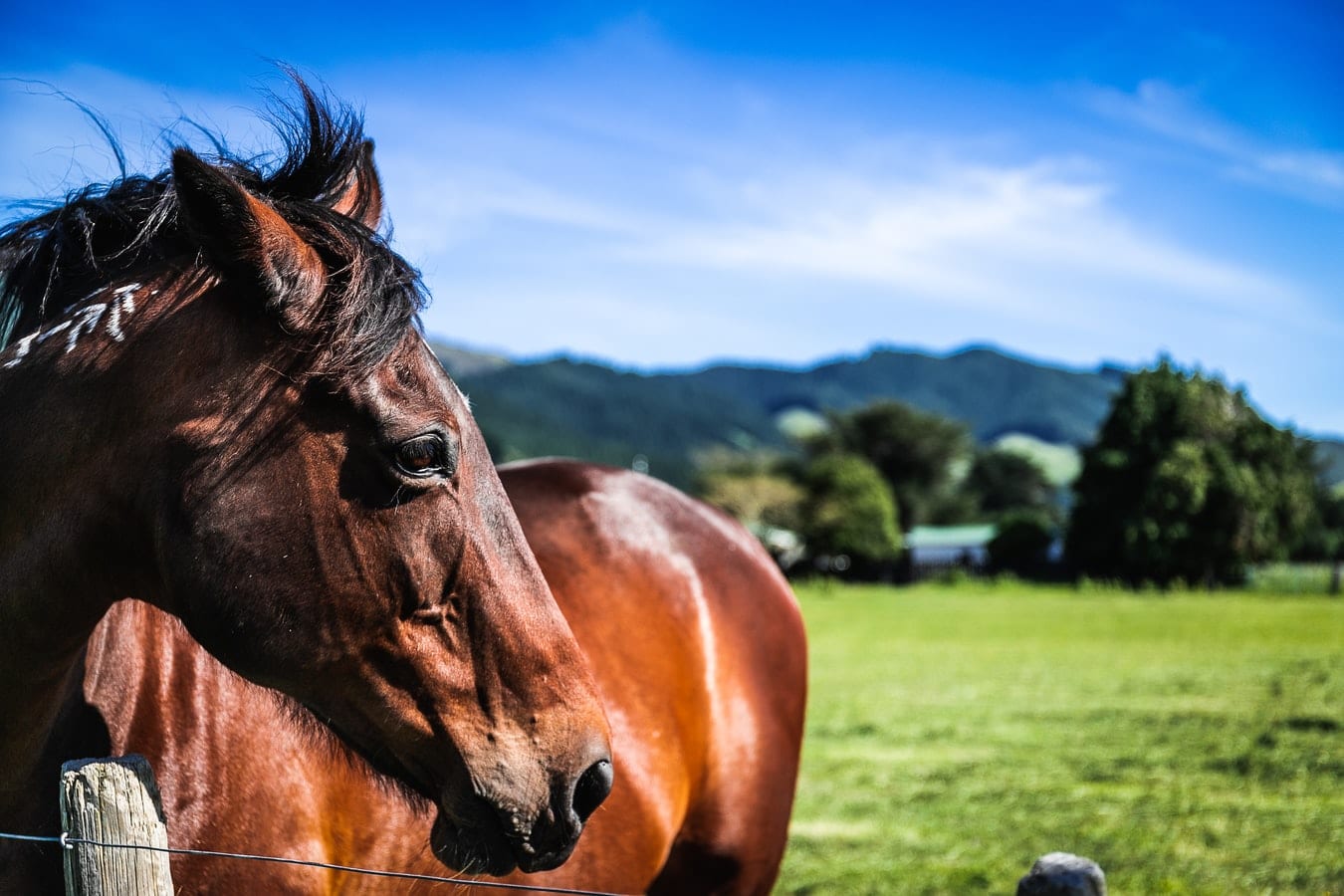 Horse on a New Zealand farm