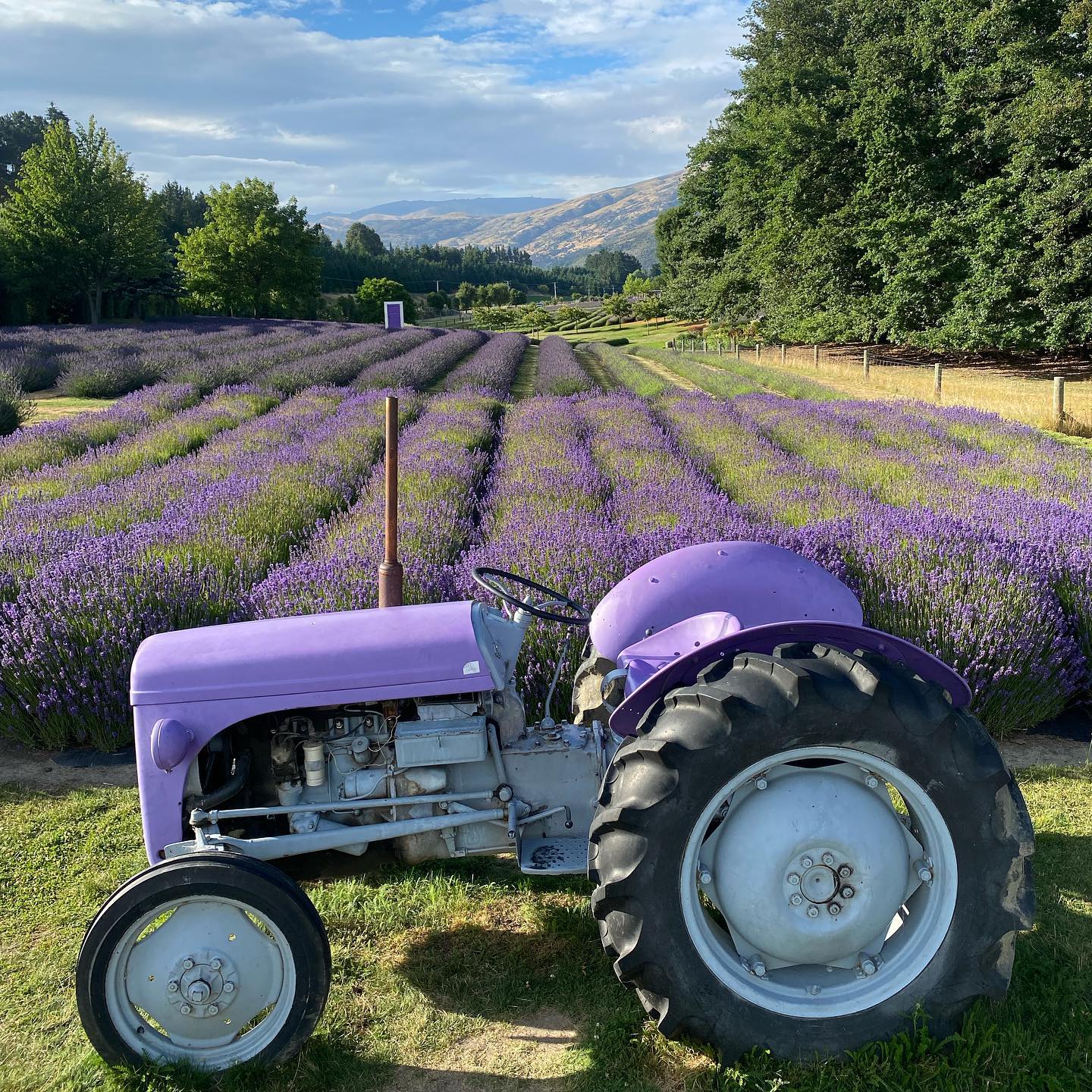 Wanaka Lavender Farm and Massey Fergusson Tractor