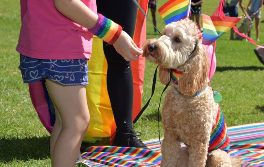 Woof Rainbow Dog Show