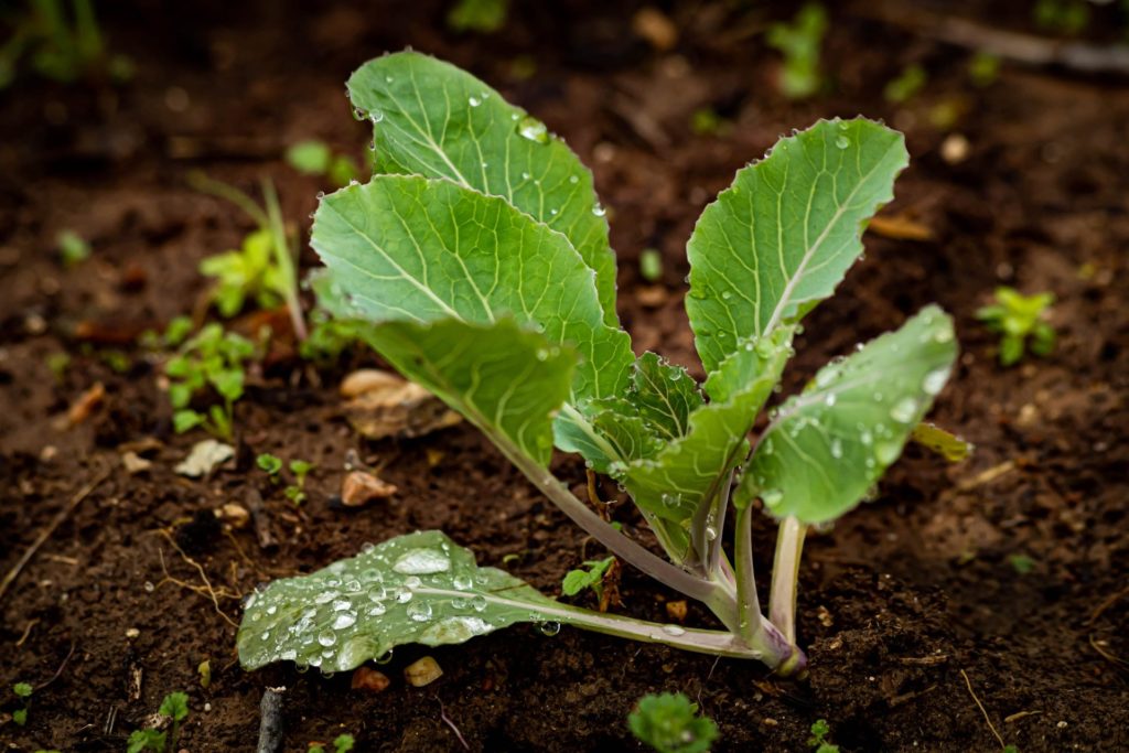 Cabbage plant growing in the garden