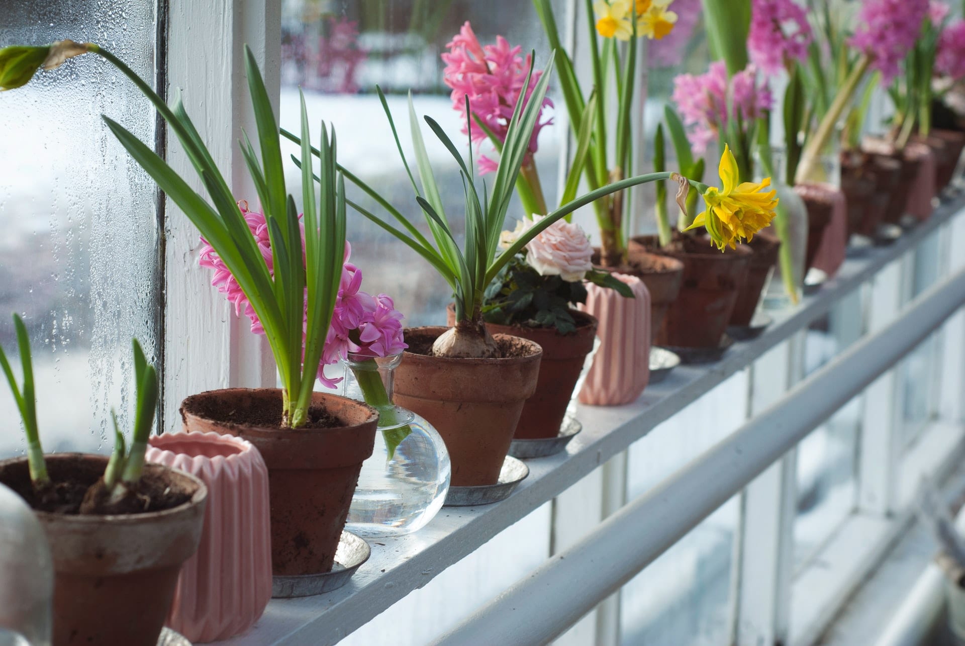 Spring bulbs and flowers in pots on a window sill