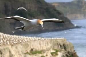 Gannet flying over the beach at Muriwai