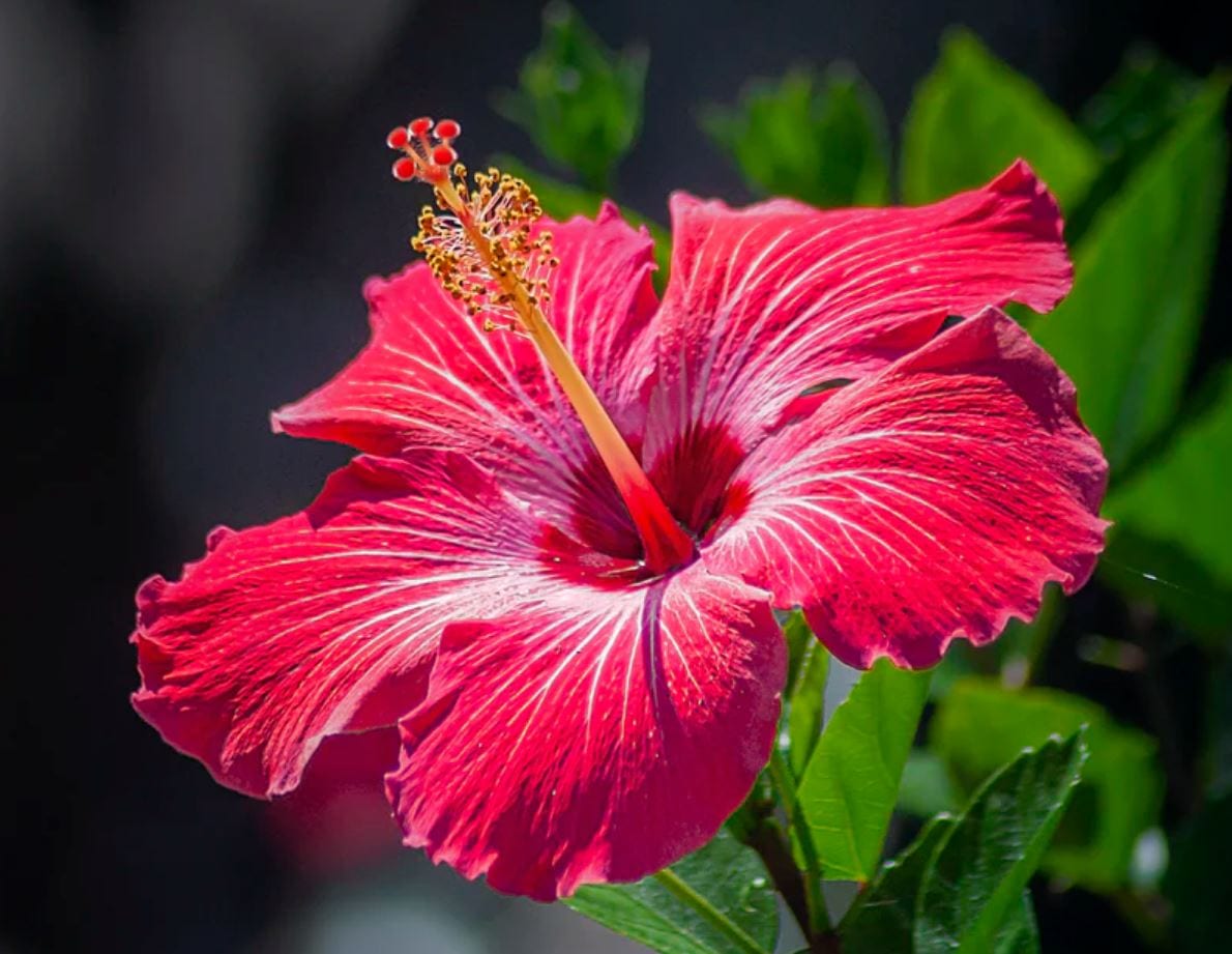 Red Hibiscius Flower