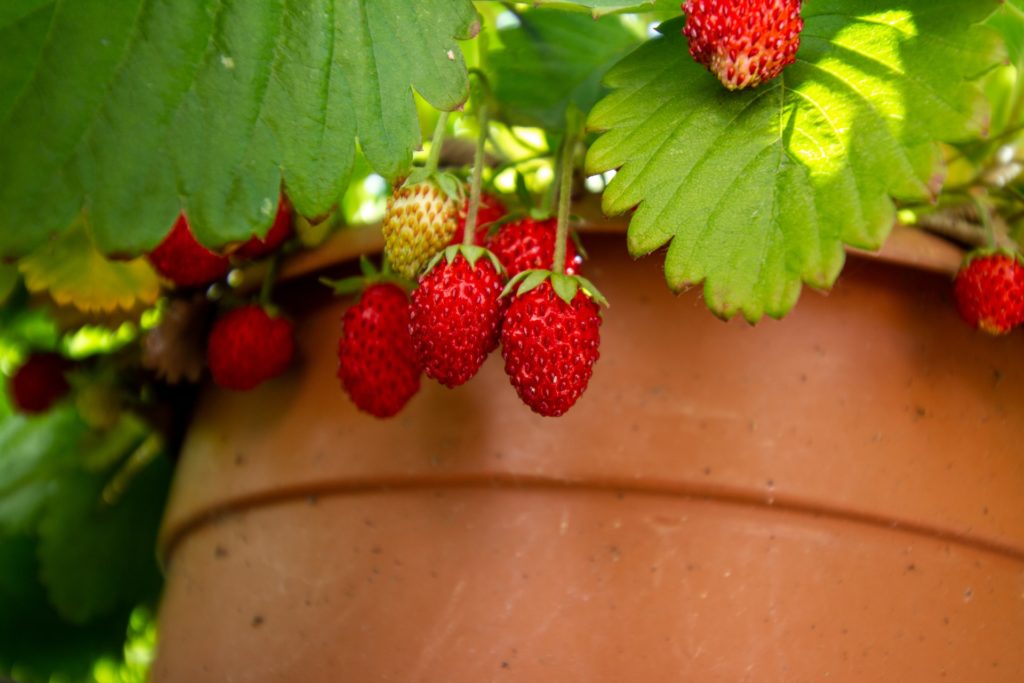 Strawberry plant growing in a terracotta pot