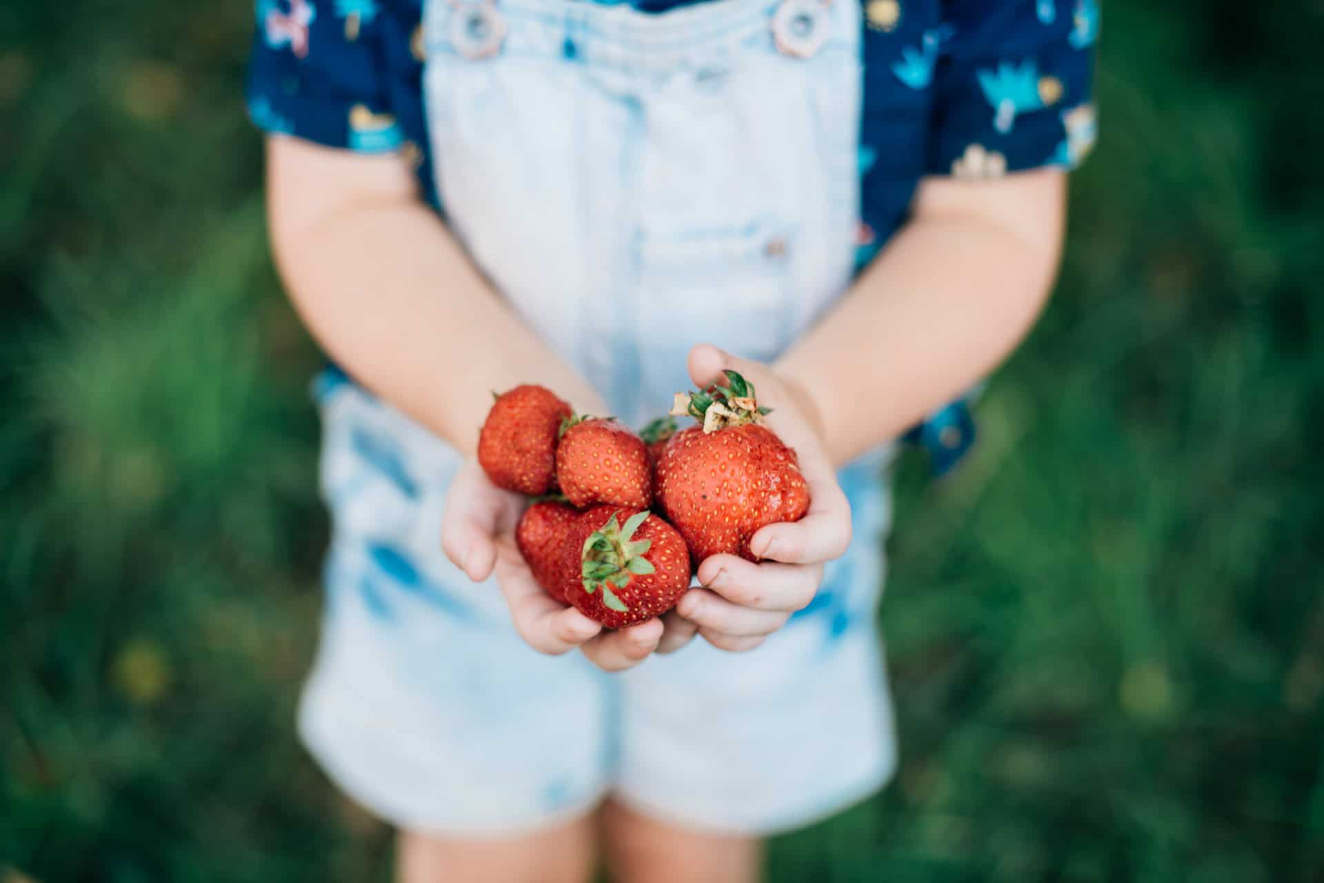 Child holding freshly Picked Strawberries in summer