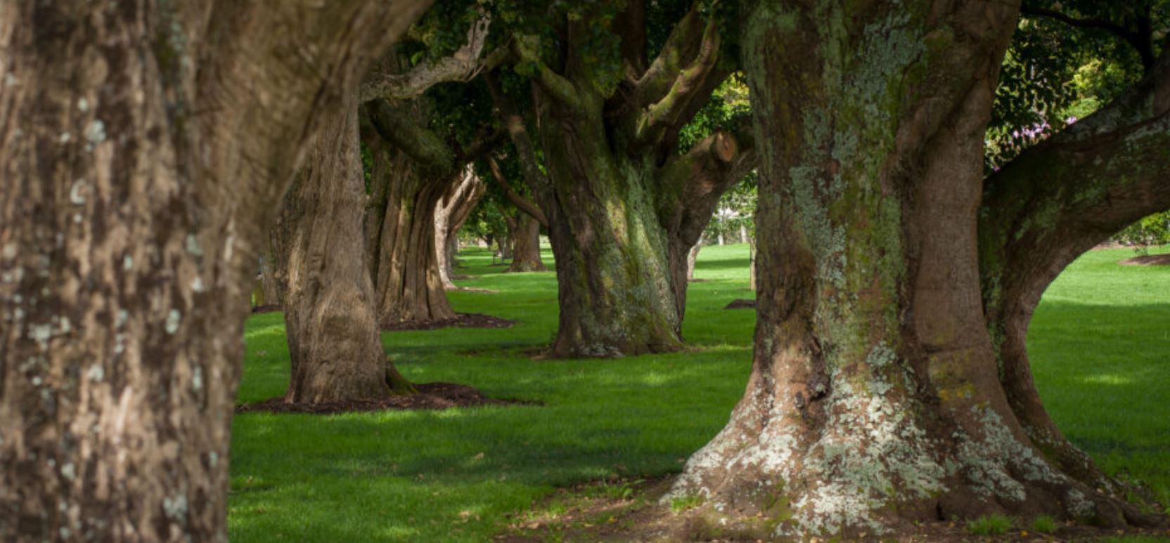 Trees in Cornwall Park
