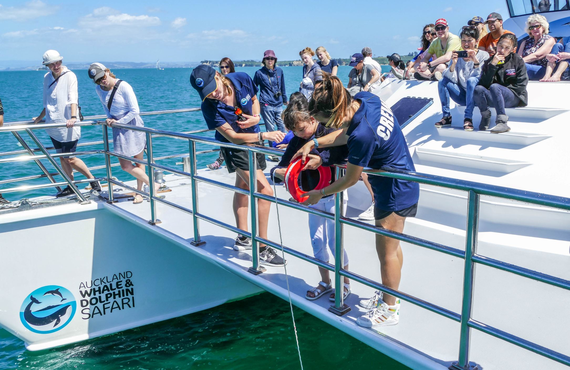 Auckland Whale & Dolphin Safari Cruise