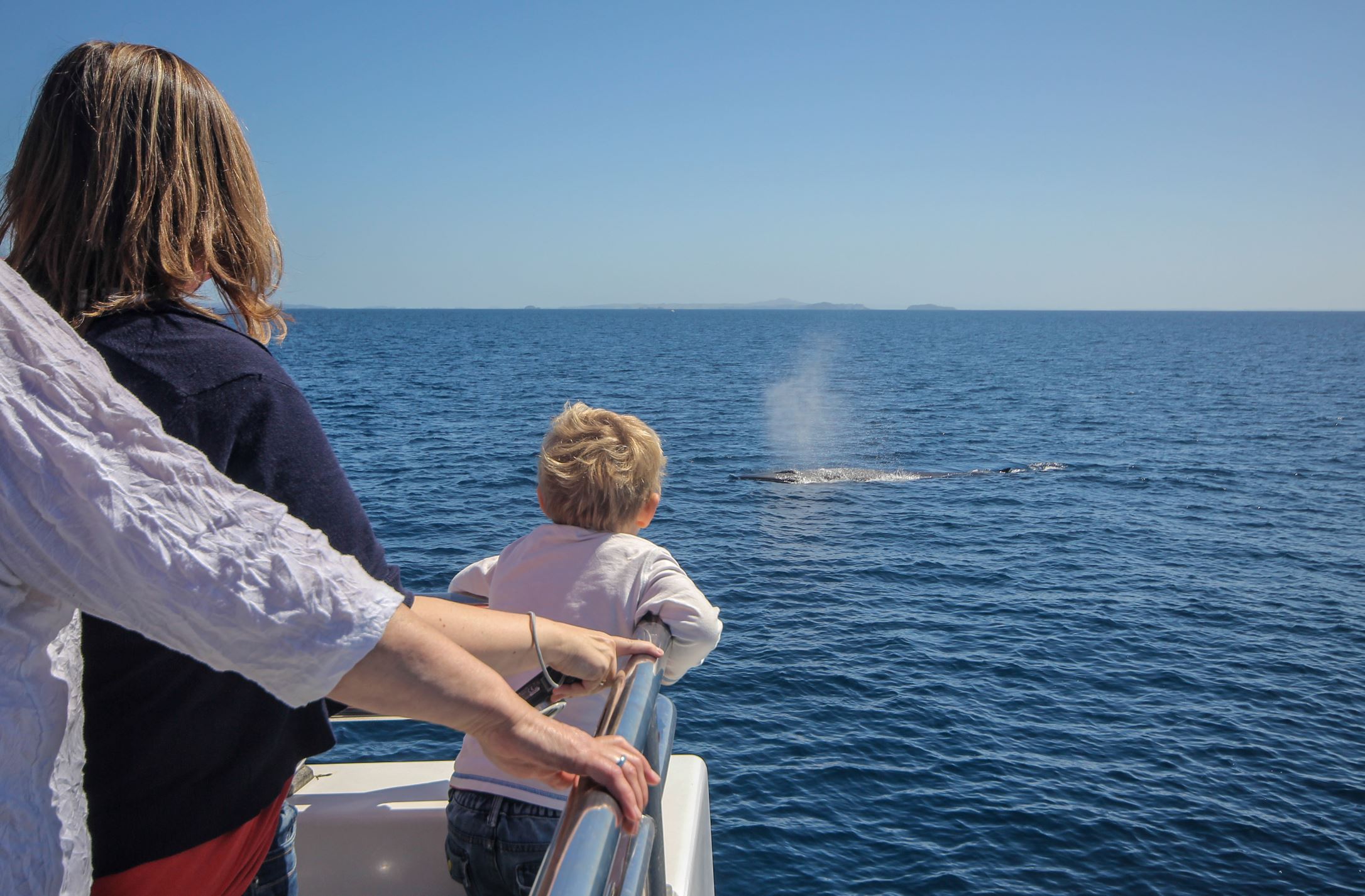 Bryde Whale on Auckland Whale & Dolphin Cruise, New Zealand