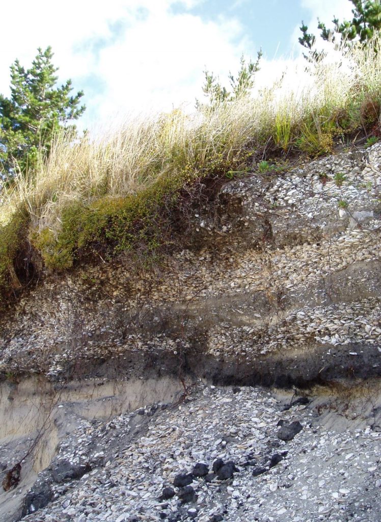 Close up of eroding midden desposit, Coromandel Peninsula, Photo Louise Furey