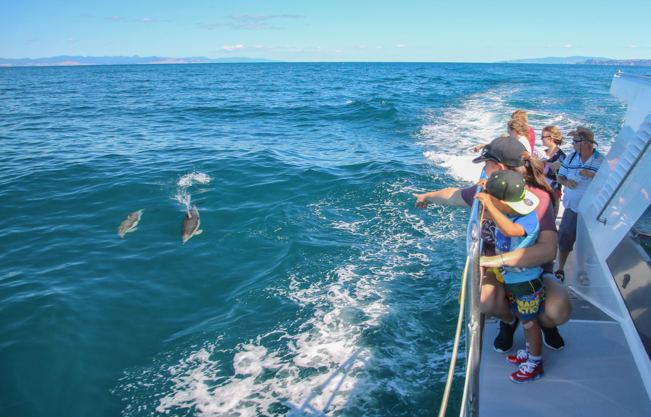 Dolphin on Auckland Whale and Dolphin Safari