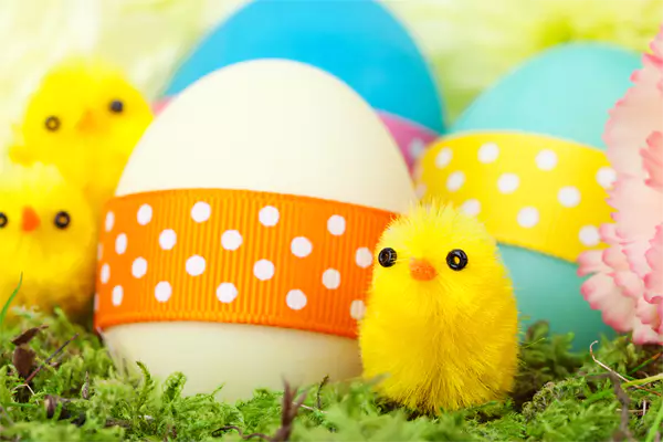 Easter Egg Hunt chicks and eggs