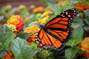 Monarch butterfly Westlynn garden