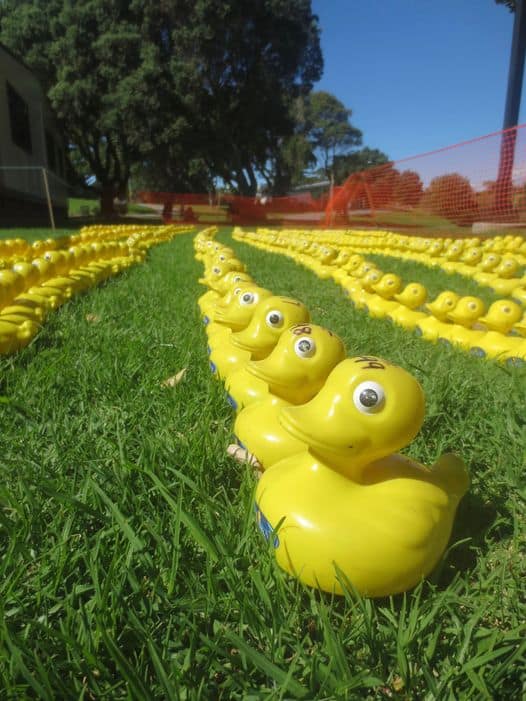 Yellow Ducks all in a row