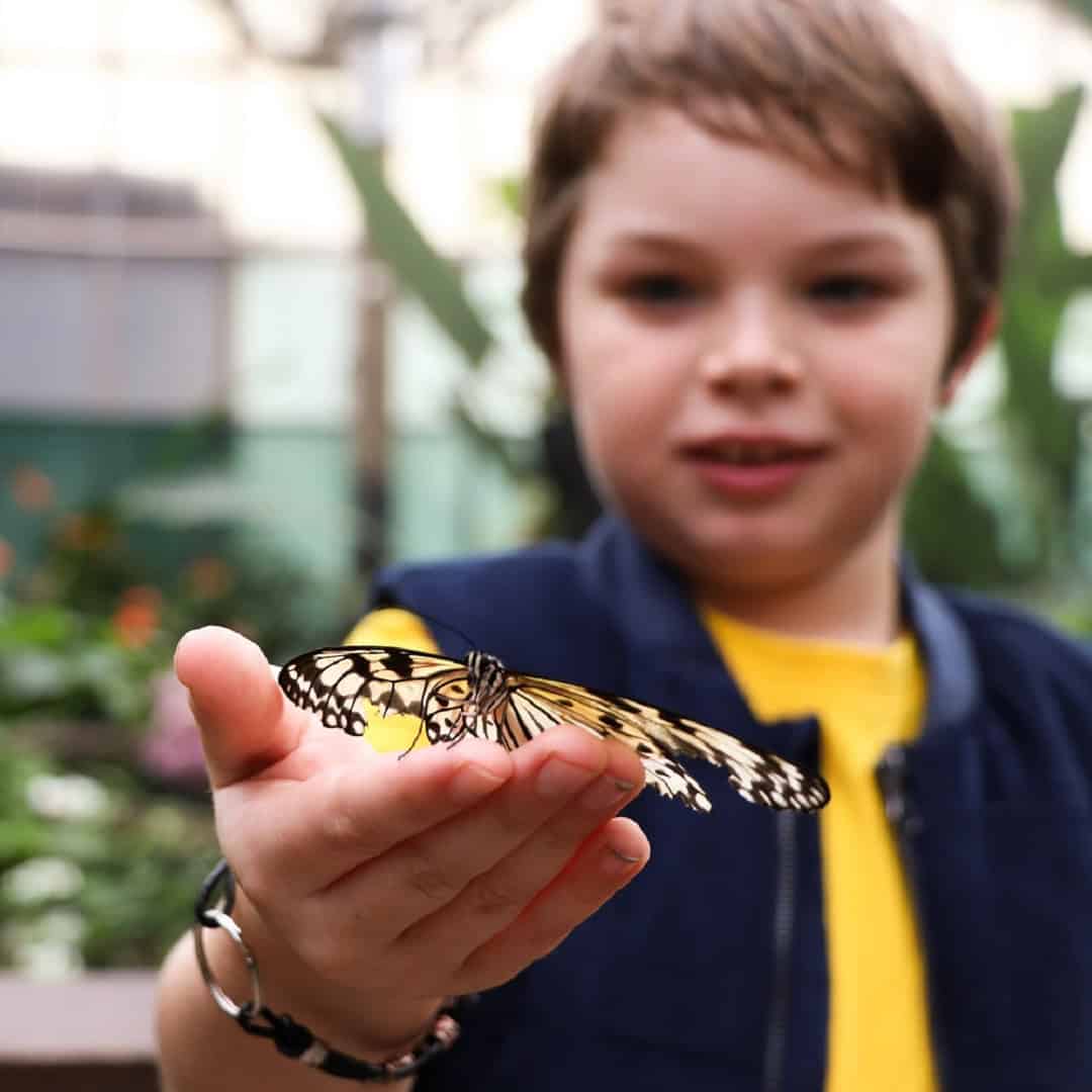 Butterfly on child's hand at Butterfly Creek