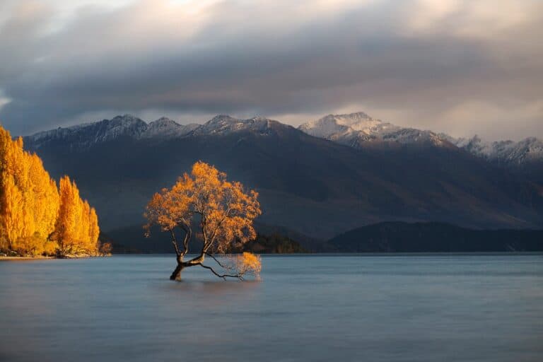 Lone Tree in Lake Wanaka