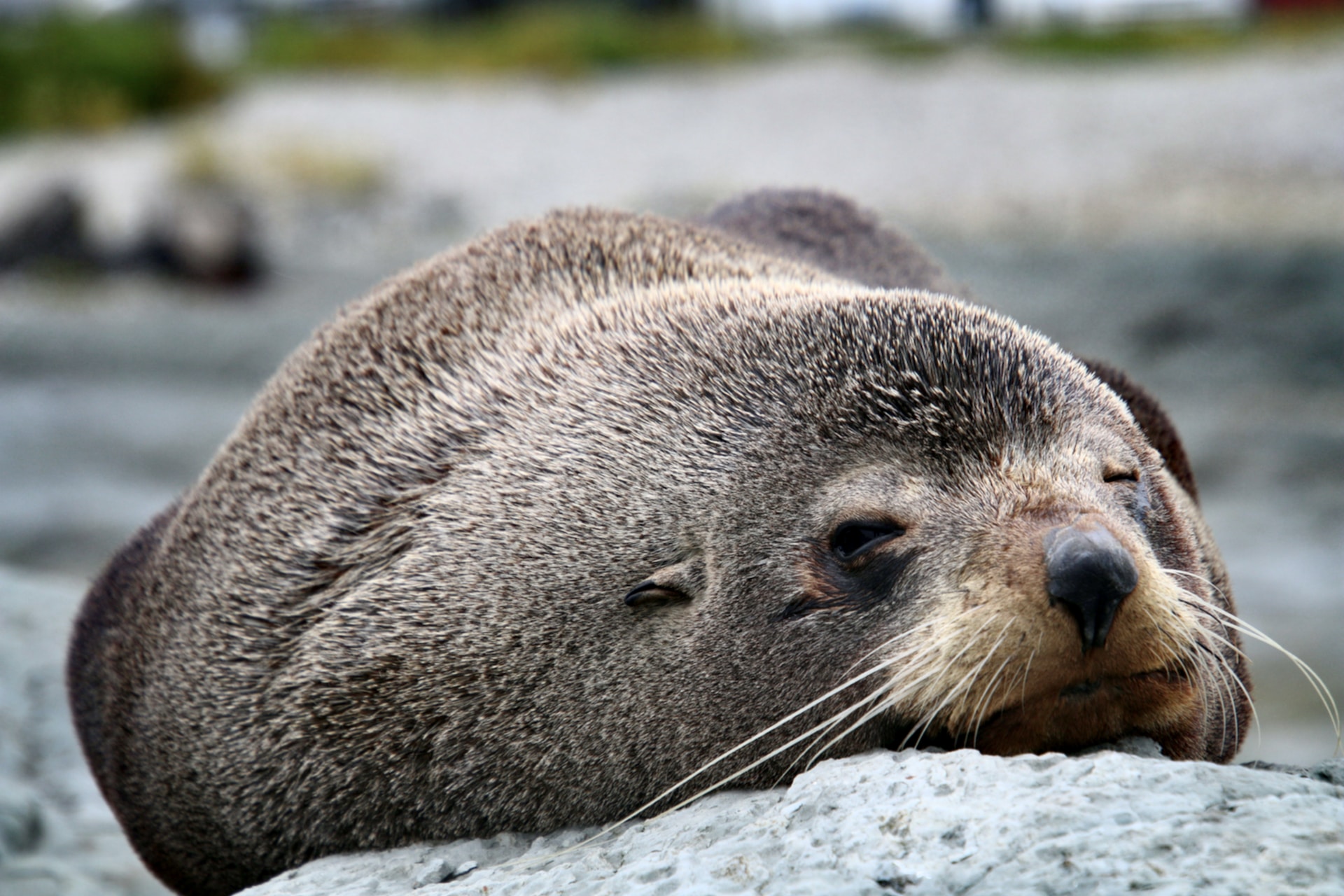 Fur Seal in Kaikorua, New Zealand