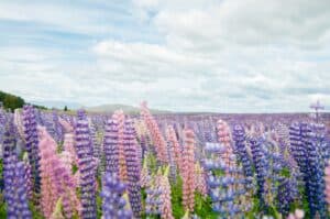Lupins at Tekapo, South Island, New Zealand